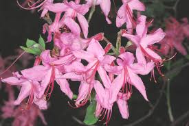 Attēlu rezultāti vaicājumam “Rhododendron periclymenoides flower”