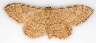 Attēlu rezultāti vaicājumam “Idaea aversata”
