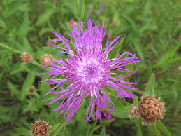 Image result for Centaurea nigra