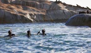 Image result for Wyndley Seals Snorkelling Club