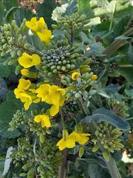 Attēlu rezultāti vaicājumam “Brassica napus”