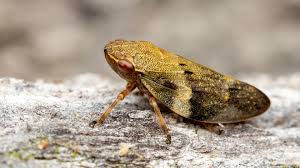 Attēlu rezultāti vaicājumam “Aphrophora alni”