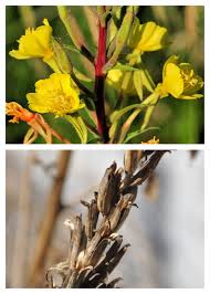 Attēlu rezultāti vaicājumam “Oenothera biennis flower”