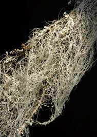 Attēlu rezultāti vaicājumam “Bryoria capillaris”