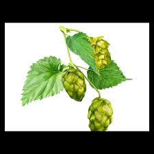Attēlu rezultāti vaicājumam “Humulus lupulus”