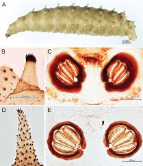 Attēlu rezultāti vaicājumam “Acronicta megacephala larva”