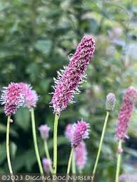 Attēlu rezultāti vaicājumam “Sanguisorba officinalis”