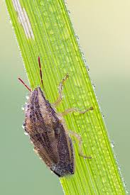 Attēlu rezultāti vaicājumam “Aelia acuminata”