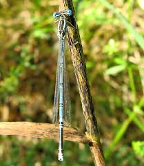 Attēlu rezultāti vaicājumam “Tettigoniodea exuvia”