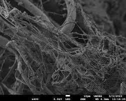 Attēlu rezultāti vaicājumam “Physarum murinum spores”