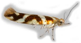Attēlu rezultāti vaicājumam “Argyresthia goedartella”