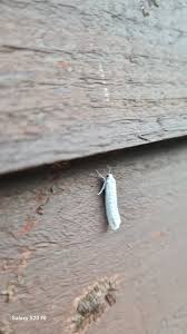 Attēlu rezultāti vaicājumam “Yponomeuta malinellus / cagnagella larva”