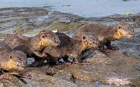 Image result for Worthing Otters