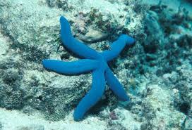 Attēlu rezultāti vaicājumam “Xylita laevigata”