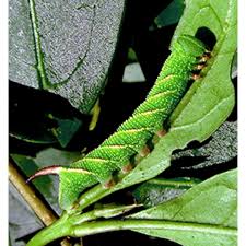 Attēlu rezultāti vaicājumam “Sphinx ligustri larva”