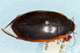 Attēlu rezultāti vaicājumam “Dytiscus sp.”