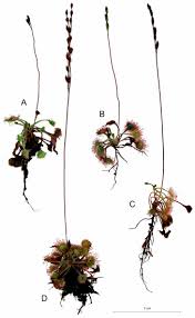 Attēlu rezultāti vaicājumam “Drosera x obovata leaf”