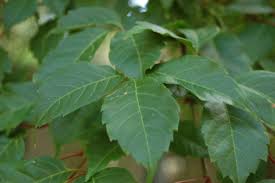 Attēlu rezultāti vaicājumam “Chenopodium acerifolium leaf”