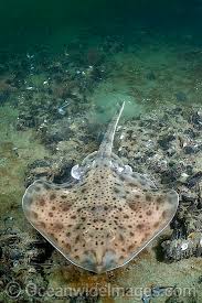 Image result for Leucoraja