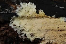 Attēlu rezultāti vaicājumam “Diderma subincarnatum spores”