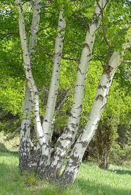 Attēlu rezultāti vaicājumam “Betula pendula”