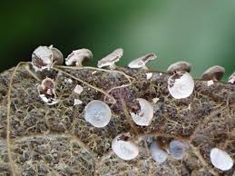 Attēlu rezultāti vaicājumam “Diderma chondrioderma macro”