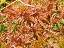 Attēlu rezultāti vaicājumam “Sphagnum molle”