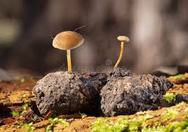 Attēlu rezultāti vaicājumam “Strobilurus esculentus”