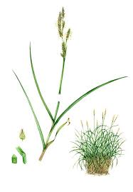 Attēlu rezultāti vaicājumam “Carex paniculata”