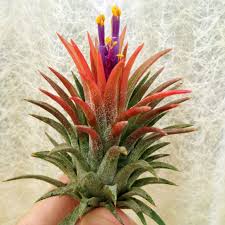 Image result for tillandsia umbellata