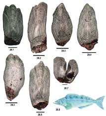 Image result for Ophiodon elongatus