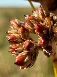 Attēlu rezultāti vaicājumam “Juncus conglomeratus fruit”