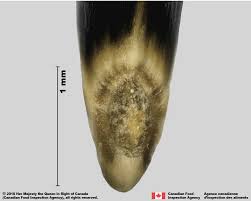 Attēlu rezultāti vaicājumam “Centaurea stoebe fruit”