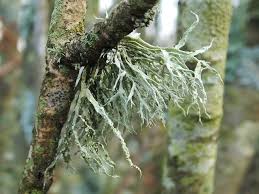 Attēlu rezultāti vaicājumam “Ramalina farinacea”