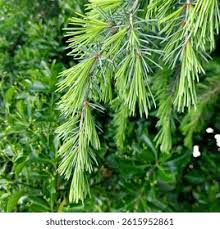 Attēlu rezultāti vaicājumam “Larix kaempferi leaf”