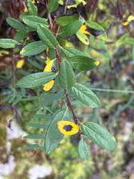 Attēlu rezultāti vaicājumam “Salix myrtilloides”