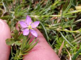 Attēlu rezultāti vaicājumam “Spergularia rubra”