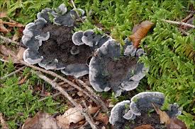 Attēlu rezultāti vaicājumam “Phellodon niger”