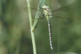 Attēlu rezultāti vaicājumam “Aeshna viridis”