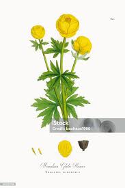 Attēlu rezultāti vaicājumam “Trollius europaeus”