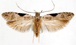 Attēlu rezultāti vaicājumam “Hypatima rhomboidella”