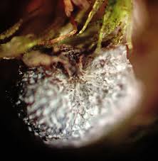 Attēlu rezultāti vaicājumam “Craterium leucocephalum var. scyphoides stalked”