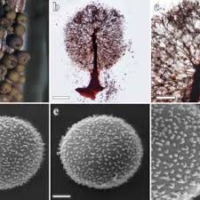 Attēlu rezultāti vaicājumam “Trichia contorta”