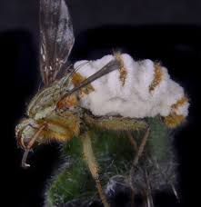 Attēlu rezultāti vaicājumam “Entomophthora”