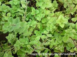 Attēlu rezultāti vaicājumam “Origanum vulgare leaf”