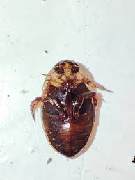 Attēlu rezultāti vaicājumam “Hydaticus transversalis”