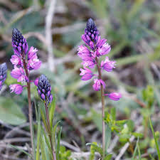 Attēlu rezultāti vaicājumam “Polygala comosa flower”