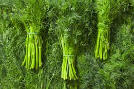 Image result for Dill