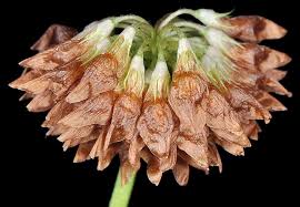 Attēlu rezultāti vaicājumam “Trifolium hybridum flower”
