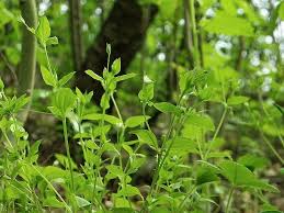 Attēlu rezultāti vaicājumam “Moehringia trinervia”